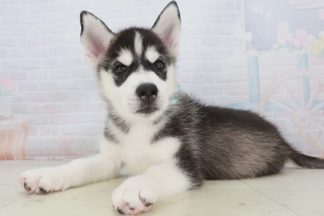 奈良県のシベリアンハスキー (Coo&RIKU奈良新庄店/2025年8月20日生まれ/男の子/ブラックホワイト)の子犬の3枚目の画像
