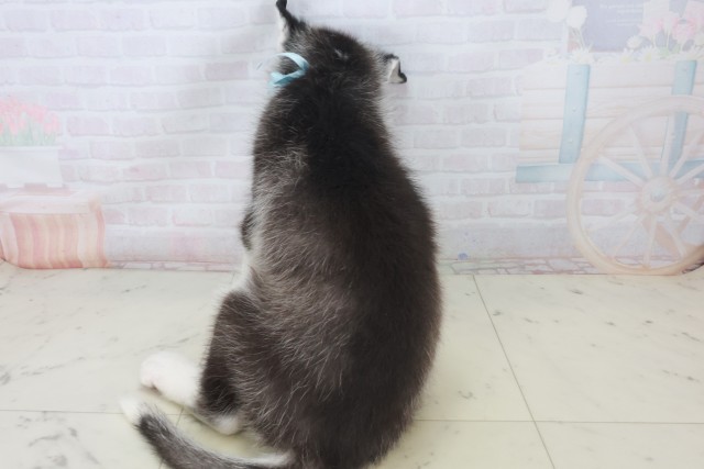 奈良県のシベリアンハスキー (Coo&RIKU奈良新庄店/2025年8月20日生まれ/男の子/ブラックホワイト)の子犬の4枚目の画像