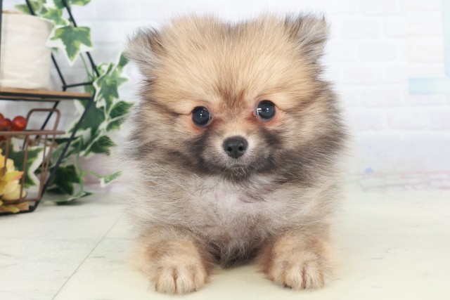 大阪府のポメラニアン (Coo&RIKU心斎橋店/2025年8月20日生まれ/女の子/ウルフセーブル)の子犬の1枚目の画像