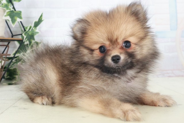 大阪府のポメラニアン (Coo&RIKU心斎橋店/2025年8月20日生まれ/女の子/ウルフセーブル)の子犬の2枚目の画像