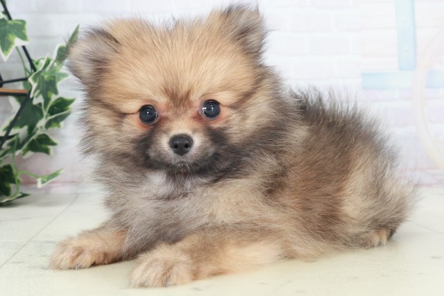 大阪府のポメラニアン (Coo&RIKU心斎橋店/2025年8月20日生まれ/女の子/ウルフセーブル)の子犬の3枚目の画像