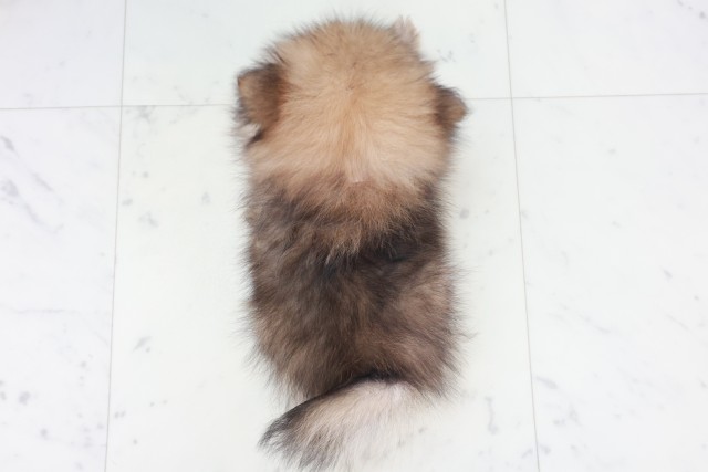 大阪府のポメラニアン (Coo&RIKU心斎橋店/2025年8月20日生まれ/女の子/ウルフセーブル)の子犬の4枚目の画像