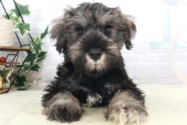 大阪府のミニチュアシュナウザー (Coo&RIKU阿倍野店/2025年8月21日生まれ/男の子/ブラックシルバー)の子犬