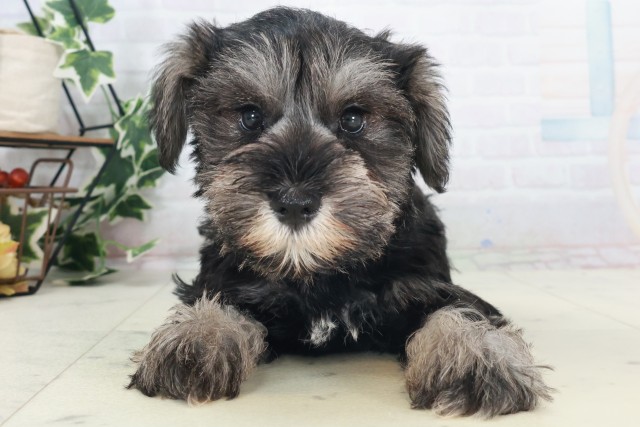 滋賀県のミニチュアシュナウザー (Coo&RIKU長浜店/2025年8月21日生まれ/女の子/ブラックシルバー)の子犬の1枚目の画像