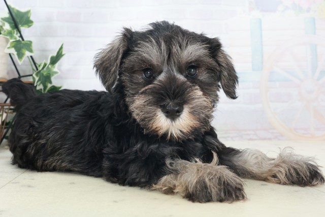 滋賀県のミニチュアシュナウザー (Coo&RIKU長浜店/2025年8月21日生まれ/女の子/ブラックシルバー)の子犬の2枚目の画像