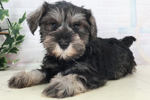 滋賀県のミニチュアシュナウザー (Coo&RIKU長浜店/2025年8月21日生まれ/女の子/ブラックシルバー)の子犬の3枚目の画像