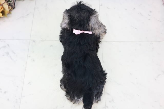 滋賀県のミニチュアシュナウザー (Coo&RIKU長浜店/2025年8月21日生まれ/女の子/ブラックシルバー)の子犬の4枚目の画像