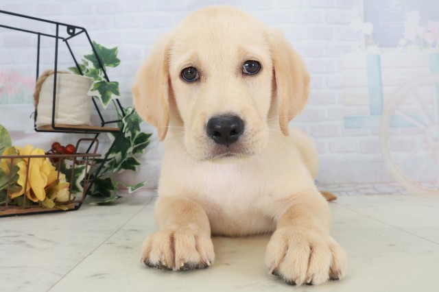 広島県のラブラドールレトリーバー (Coo&RIKU福山店/2025年8月18日生まれ/男の子/イエロー)の子犬