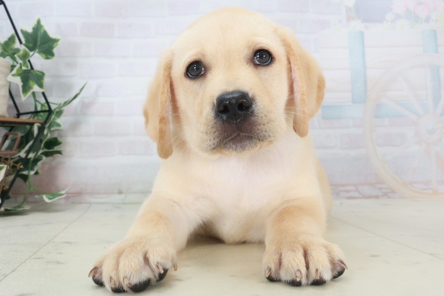 広島県のラブラドールレトリーバー (Coo&RIKU東広島店/2025年8月18日生まれ/男の子/イエロー)の子犬の1枚目の画像