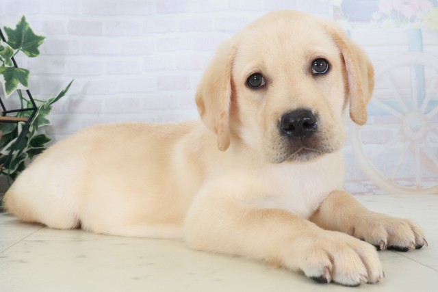 広島県のラブラドールレトリーバー (Coo&RIKU東広島店/2025年8月18日生まれ/男の子/イエロー)の子犬の2枚目の画像