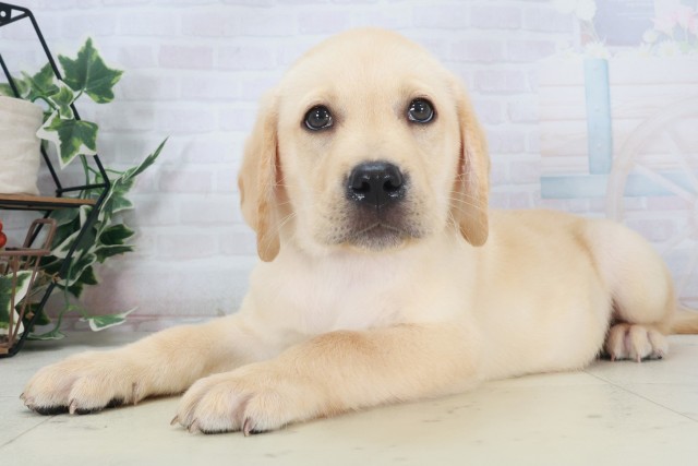 広島県のラブラドールレトリーバー (Coo&RIKU東広島店/2025年8月18日生まれ/男の子/イエロー)の子犬の3枚目の画像