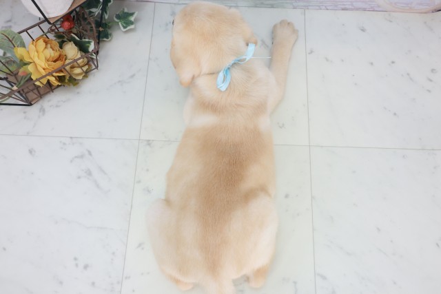 広島県のラブラドールレトリーバー (Coo&RIKU東広島店/2025年8月18日生まれ/男の子/イエロー)の子犬の4枚目の画像