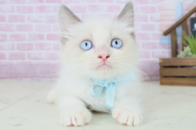 兵庫県のラグドール (Coo&RIKU尼崎店/2025年8月16日生まれ/男の子/ブルーポイントバイカラー)の子猫の1枚目の画像