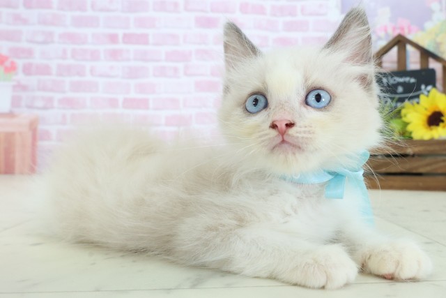 兵庫県のラグドール (Coo&RIKU尼崎店/2025年8月16日生まれ/男の子/ブルーポイントバイカラー)の子猫の2枚目の画像