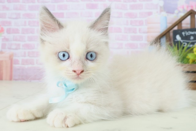 兵庫県のラグドール (Coo&RIKU尼崎店/2025年8月16日生まれ/男の子/ブルーポイントバイカラー)の子猫の3枚目の画像