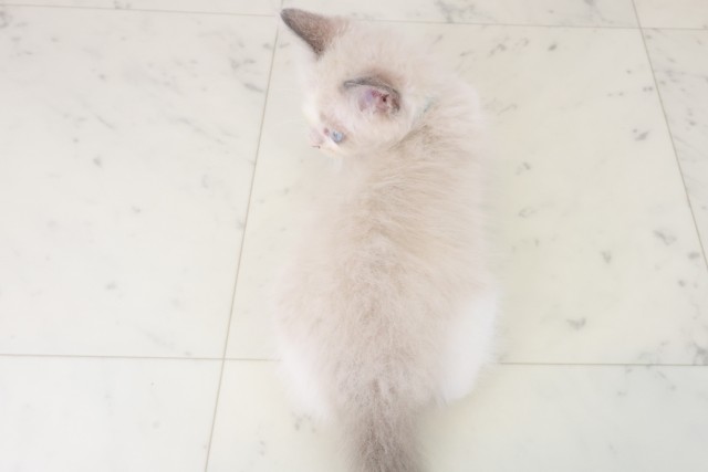 兵庫県のラグドール (Coo&RIKU尼崎店/2025年8月16日生まれ/男の子/ブルーポイントバイカラー)の子猫の4枚目の画像