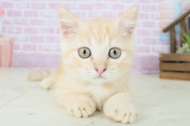 広島県のマンチカン (Coo&RIKU東広島店/2025年7月25日生まれ/男の子/レッドタビー)の子猫の1枚目の画像