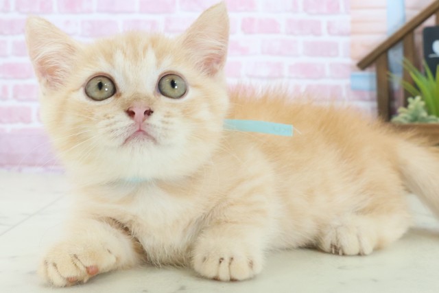広島県のマンチカン (Coo&RIKU東広島店/2025年7月25日生まれ/男の子/レッドタビー)の子猫の3枚目の画像