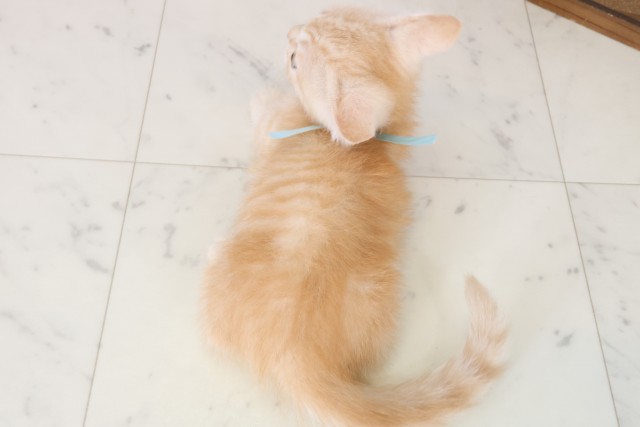 広島県のマンチカン (Coo&RIKU東広島店/2025年7月25日生まれ/男の子/レッドタビー)の子猫の4枚目の画像