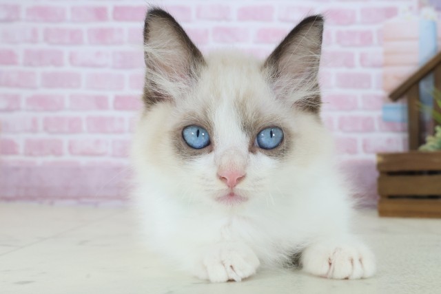 山口県のラグドール (Coo&RIKUシーモール下関店/2025年8月1日生まれ/男の子/シールポイントバイカラー)の子猫の1枚目の画像