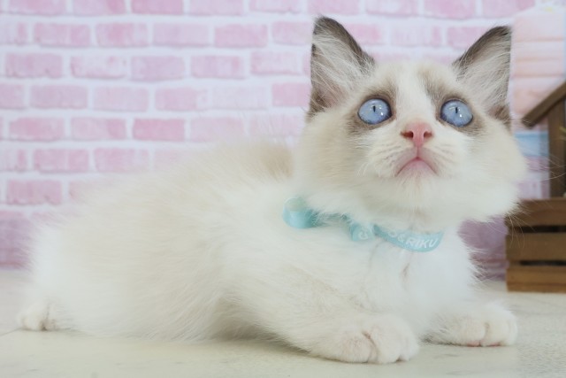 山口県のラグドール (Coo&RIKUシーモール下関店/2025年8月1日生まれ/男の子/シールポイントバイカラー)の子猫の2枚目の画像