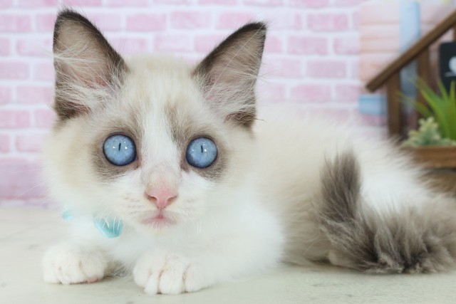 山口県のラグドール (Coo&RIKUシーモール下関店/2025年8月1日生まれ/男の子/シールポイントバイカラー)の子猫の3枚目の画像