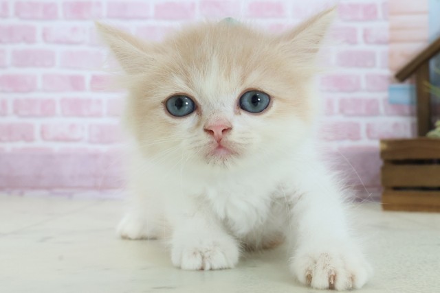 兵庫県のフォールデックス (Coo&RIKU尼崎店/2025年8月20日生まれ/男の子/クリームタビーホワイト)の子猫の1枚目の画像
