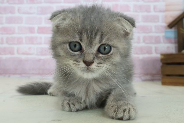 兵庫県のフォールデックス (Coo&RIKU神戸三宮店/2025年8月12日生まれ/男の子/ブルータビー)の子猫の1枚目の画像