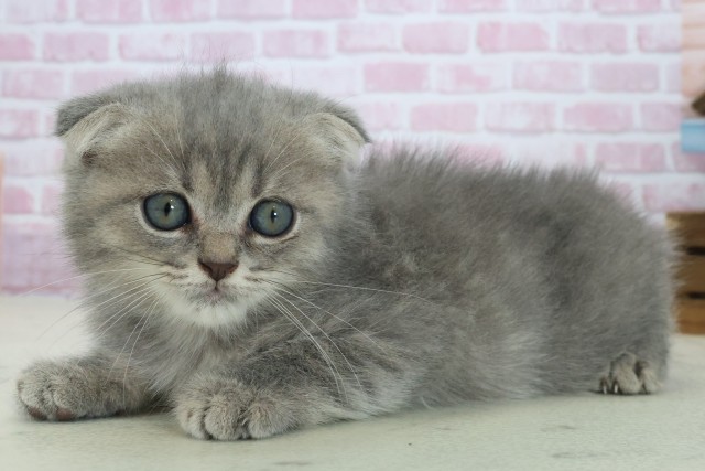 兵庫県のフォールデックス (Coo&RIKU神戸三宮店/2025年8月12日生まれ/男の子/ブルータビー)の子猫の3枚目の画像