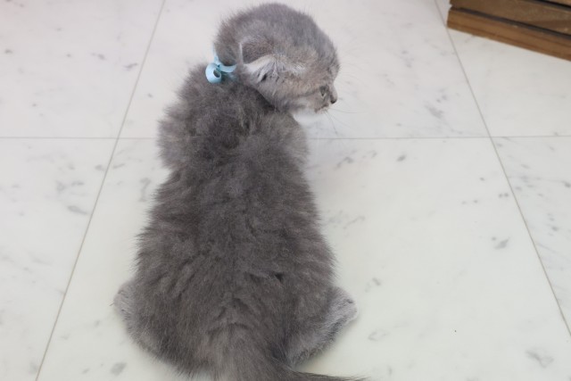 兵庫県のフォールデックス (Coo&RIKU神戸三宮店/2025年8月12日生まれ/男の子/ブルータビー)の子猫の4枚目の画像
