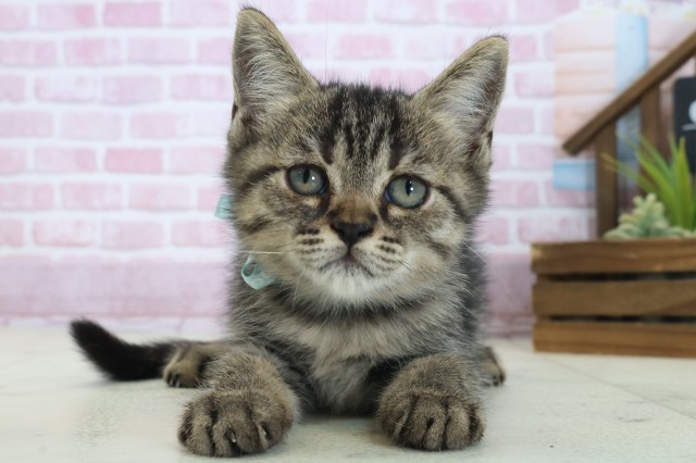 大阪府のフォールデックス (Coo&RIKU梅田店/2025年8月12日生まれ/男の子/ブラウンタビー)の子猫の1枚目の画像