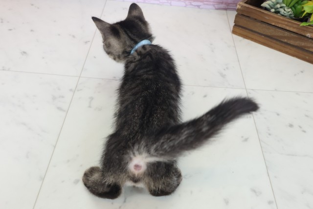 大阪府のフォールデックス (Coo&RIKU梅田店/2025年8月12日生まれ/男の子/ブラウンタビー)の子猫の4枚目の画像