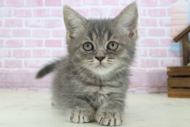 大阪府のフォールデックス (Coo&RIKU茶屋町店/2025年8月12日生まれ/女の子/ブルータビー)の子猫の1枚目の画像