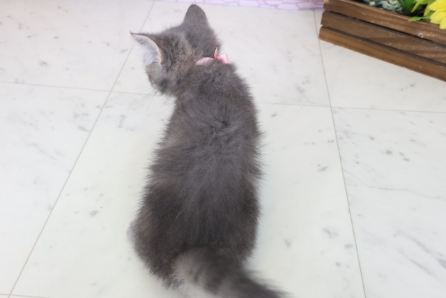 大阪府のフォールデックス (Coo&RIKU茶屋町店/2025年8月12日生まれ/女の子/ブルータビー)の子猫の4枚目の画像