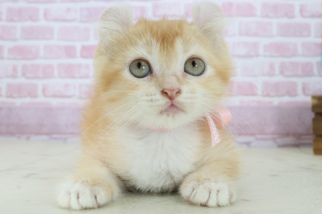 広島県のアメリカンカール (Coo&RIKU福山店/2025年8月12日生まれ/女の子/レッドタビーホワイト)の子猫
