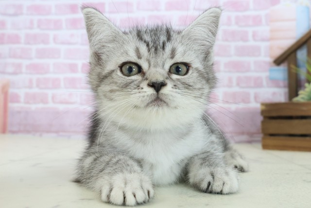 兵庫県のマンチカン (Coo&RIKU伊丹店/2025年8月15日生まれ/男の子/シルバータビー)の子猫の1枚目の画像