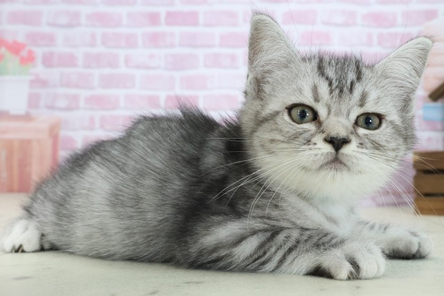 兵庫県のマンチカン (Coo&RIKU伊丹店/2025年8月15日生まれ/男の子/シルバータビー)の子猫の2枚目の画像