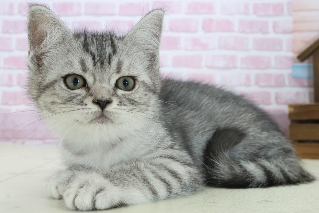 兵庫県のマンチカン (Coo&RIKU伊丹店/2025年8月15日生まれ/男の子/シルバータビー)の子猫の3枚目の画像