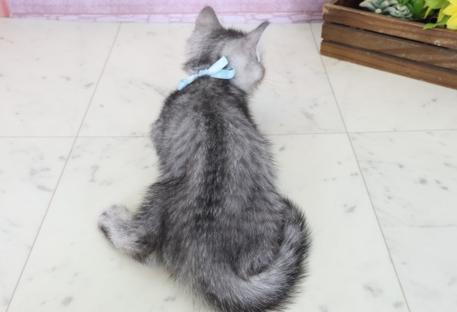兵庫県のマンチカン (Coo&RIKU伊丹店/2025年8月15日生まれ/男の子/シルバータビー)の子猫の4枚目の画像