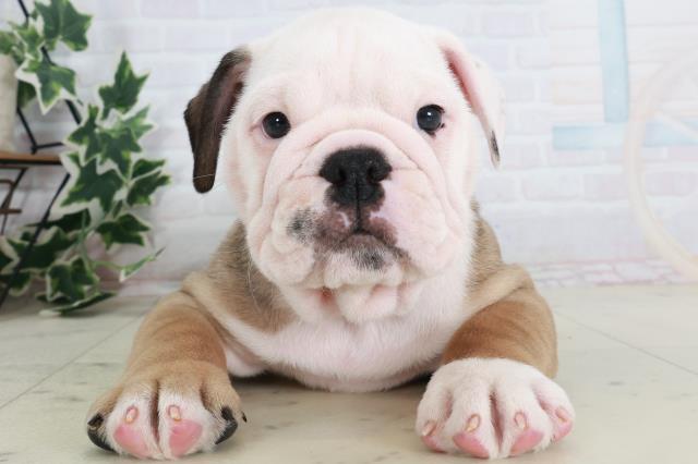 兵庫県のブルドッグ (Coo&RIKU姫路店/2025年8月22日生まれ/男の子/レッドホワイト)の子犬の1枚目の画像