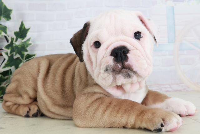 兵庫県のブルドッグ (Coo&RIKU姫路店/2025年8月22日生まれ/男の子/レッドホワイト)の子犬の2枚目の画像