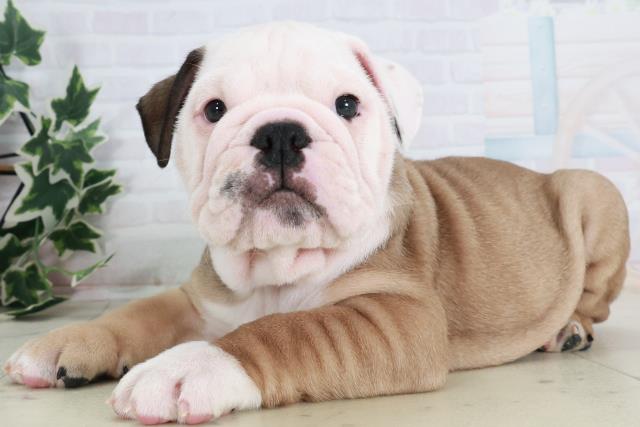 兵庫県のブルドッグ (Coo&RIKU姫路店/2025年8月22日生まれ/男の子/レッドホワイト)の子犬の3枚目の画像