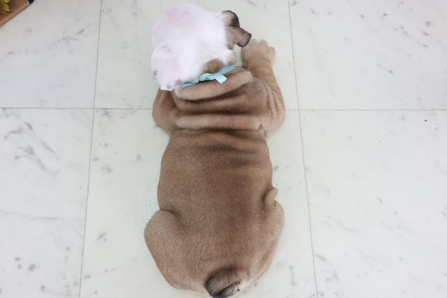兵庫県のブルドッグ (Coo&RIKU姫路店/2025年8月22日生まれ/男の子/レッドホワイト)の子犬の4枚目の画像