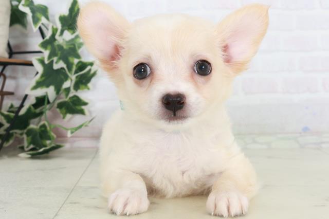 和歌山県のチワワ(ロング) (Coo&RIKU和歌山店/2025年8月22日生まれ/男の子/クリーム)の子犬の1枚目の画像