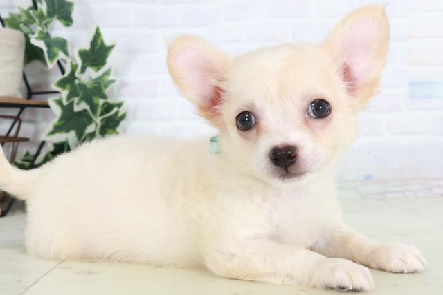 和歌山県のチワワ(ロング) (Coo&RIKU和歌山店/2025年8月22日生まれ/男の子/クリーム)の子犬の2枚目の画像