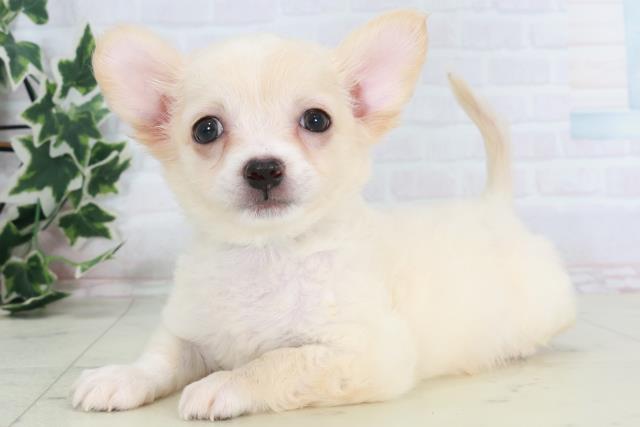 和歌山県のチワワ(ロング) (Coo&RIKU和歌山店/2025年8月22日生まれ/男の子/クリーム)の子犬の3枚目の画像