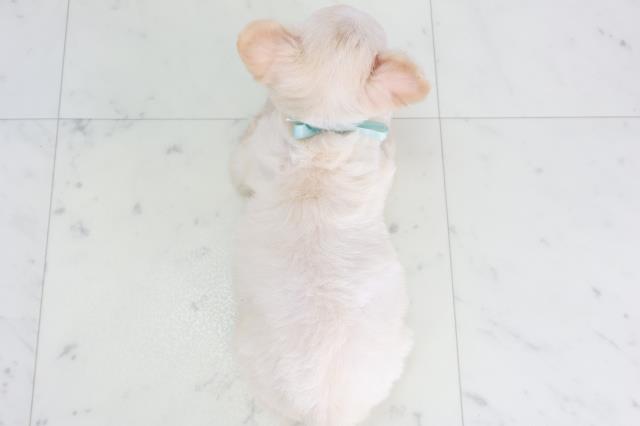 和歌山県のチワワ(ロング) (Coo&RIKU和歌山店/2025年8月22日生まれ/男の子/クリーム)の子犬の4枚目の画像