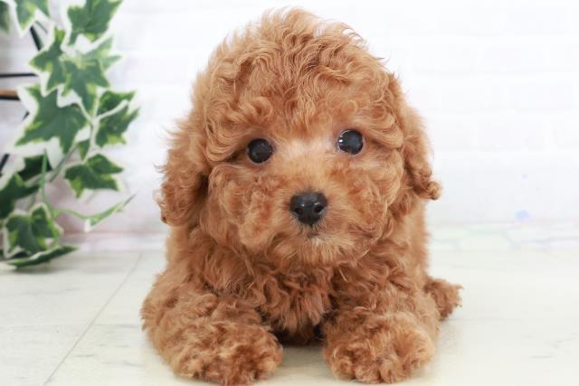 兵庫県のトイプードル(トイ) (Coo&RIKU神戸三宮店/2025年8月20日生まれ/男の子/レッド)の子犬の1枚目の画像