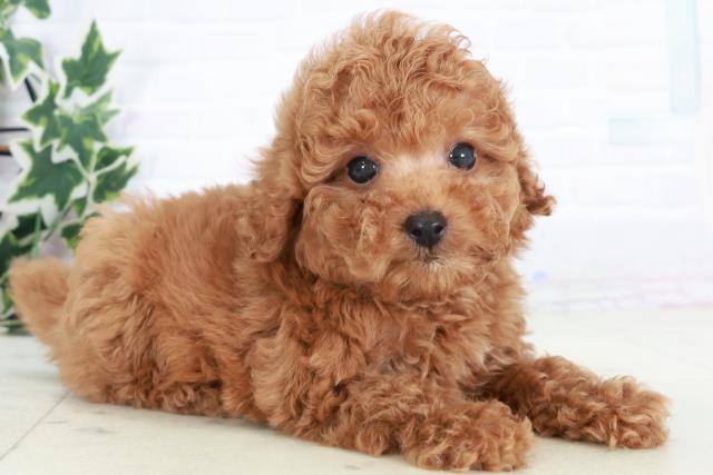 兵庫県のトイプードル(トイ) (Coo&RIKU神戸三宮店/2025年8月20日生まれ/男の子/レッド)の子犬の2枚目の画像
