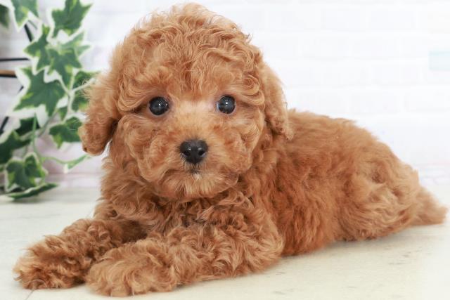 兵庫県のトイプードル(トイ) (Coo&RIKU神戸三宮店/2025年8月20日生まれ/男の子/レッド)の子犬の3枚目の画像